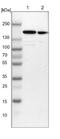 SWI/SNF Related, Matrix Associated, Actin Dependent Regulator Of Chromatin Subfamily C Member 1 antibody, NBP1-88720, Novus Biologicals, Western Blot image 