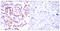 Activating Transcription Factor 2 antibody, LS-C117294, Lifespan Biosciences, Immunohistochemistry paraffin image 