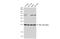 Rho GDP Dissociation Inhibitor Alpha antibody, GTX101428, GeneTex, Western Blot image 