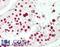 Splicing Factor Proline And Glutamine Rich antibody, LS-B13849, Lifespan Biosciences, Immunohistochemistry paraffin image 