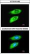 Macrophage Migration Inhibitory Factor antibody, GTX101162, GeneTex, Immunofluorescence image 