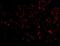 Albumin antibody, A01245, Boster Biological Technology, Immunofluorescence image 