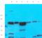Eukaryotic Translation Elongation Factor 2 antibody, orb55862, Biorbyt, Western Blot image 