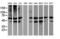 Tubulin Alpha Like 3 antibody, LS-C173512, Lifespan Biosciences, Western Blot image 