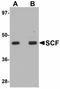 KIT Ligand antibody, LS-B5002, Lifespan Biosciences, Western Blot image 
