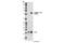 Jun Proto-Oncogene, AP-1 Transcription Factor Subunit antibody, 2993S, Cell Signaling Technology, Western Blot image 