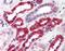 Golgi Associated, Gamma Adaptin Ear Containing, ARF Binding Protein 3 antibody, orb88510, Biorbyt, Immunohistochemistry paraffin image 