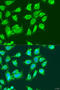 Methylcrotonoyl-CoA Carboxylase 2 antibody, 15-917, ProSci, Immunofluorescence image 
