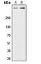 Protein Kinase, DNA-Activated, Catalytic Subunit antibody, LS-C368485, Lifespan Biosciences, Western Blot image 