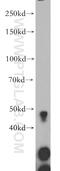 Glutamate Decarboxylase Like 1 antibody, 18240-1-AP, Proteintech Group, Western Blot image 