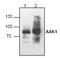 Zinc Finger Protein 630 antibody, TA318965, Origene, Western Blot image 