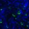 TNF Superfamily Member 14 antibody, LS-C669101, Lifespan Biosciences, Immunofluorescence image 