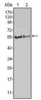 FGR Proto-Oncogene, Src Family Tyrosine Kinase antibody, AM06312SU-N, Origene, Western Blot image 