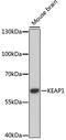 Kelch Like ECH Associated Protein 1 antibody, 16-848, ProSci, Western Blot image 