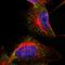 Collagen Type XIV Alpha 1 Chain antibody, HPA023781, Atlas Antibodies, Immunofluorescence image 