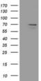 Membrane Palmitoylated Protein 3 antibody, NBP2-02659, Novus Biologicals, Western Blot image 