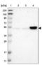 F-Box And WD Repeat Domain Containing 12 antibody, NBP2-30761, Novus Biologicals, Western Blot image 