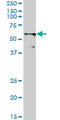 Tripartite Motif Containing 23 antibody, LS-C196682, Lifespan Biosciences, Western Blot image 