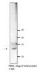 Vesicle Associated Membrane Protein 5 antibody, 11822-1-AP, Proteintech Group, Western Blot image 