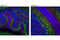 Cell Cycle Exit And Neuronal Differentiation 1 antibody, 8944S, Cell Signaling Technology, Flow Cytometry image 