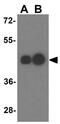 Fy antibody, GTX16989, GeneTex, Western Blot image 