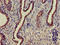 Mitogen-Activated Protein Kinase 6 antibody, LS-C682214, Lifespan Biosciences, Immunohistochemistry paraffin image 