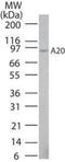 TNF Alpha Induced Protein 3 antibody, NBP1-77533, Novus Biologicals, Western Blot image 