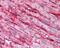 CD36 Molecule antibody, 48-743, ProSci, Immunohistochemistry paraffin image 