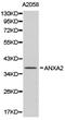 Annexin A2 antibody, LS-C192695, Lifespan Biosciences, Western Blot image 