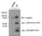 RalA Binding Protein 1 antibody, MA1-035X, Invitrogen Antibodies, Immunoprecipitation image 