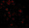 Beta-Actin antibody, 3777, ProSci Inc, Immunofluorescence image 