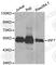 Interferon Regulatory Factor 7 antibody, A0159, ABclonal Technology, Western Blot image 