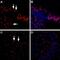 LPA4 antibody, PA5-77479, Invitrogen Antibodies, Immunohistochemistry frozen image 