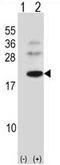 BARX Homeobox 1 antibody, AP50342PU-N, Origene, Western Blot image 