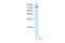 TSC22 Domain Family Member 2 antibody, 29-013, ProSci, Enzyme Linked Immunosorbent Assay image 