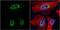 Histone Deacetylase 3 antibody, GTX113303, GeneTex, Immunofluorescence image 