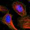 Tigger Transposable Element Derived 7 antibody, HPA041357, Atlas Antibodies, Immunofluorescence image 