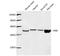 Enolase 2 antibody, LS-C203143, Lifespan Biosciences, Western Blot image 