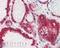 Gelsolin antibody, orb19350, Biorbyt, Immunohistochemistry paraffin image 