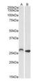 Homeobox C6 antibody, orb137160, Biorbyt, Western Blot image 