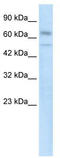 Zinc finger protein with KRAB and SCAN domains 3 antibody, TA333681, Origene, Western Blot image 