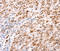 Homeobox C8 antibody, LS-C332308, Lifespan Biosciences, Immunohistochemistry frozen image 