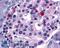 G Protein-Coupled Receptor 35 antibody, LS-A125, Lifespan Biosciences, Immunohistochemistry frozen image 