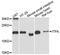 Inosine Triphosphatase antibody, MBS127368, MyBioSource, Western Blot image 