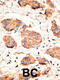 Gap Junction Protein Alpha 1 antibody, 58-174, ProSci, Immunofluorescence image 