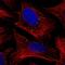 Nudix Hydrolase 5 antibody, PA5-54091, Invitrogen Antibodies, Immunofluorescence image 