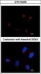 Thyroid Hormone Receptor Interactor 11 antibody, GTX70253, GeneTex, Immunocytochemistry image 