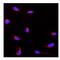 Aldehyde dehydrogenase X, mitochondrial antibody, PB10037, Boster Biological Technology, Immunofluorescence image 