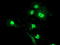 Leukocyte Receptor Cluster Member 1 antibody, LS-C173054, Lifespan Biosciences, Immunofluorescence image 