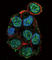 Von Hippel-Lindau Tumor Suppressor antibody, abx032864, Abbexa, Western Blot image 